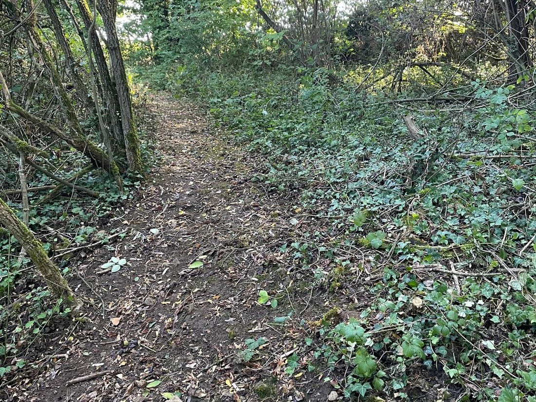 Weg nach dem Freischnitt wieder frei und gut passierbar.
